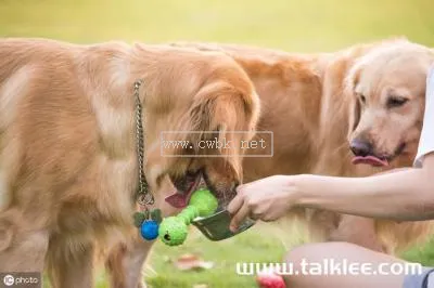 狗狗為什么不能吃肉