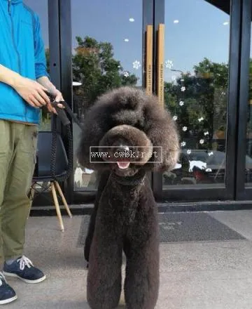 巨型貴賓犬幻犬怎么喂養6