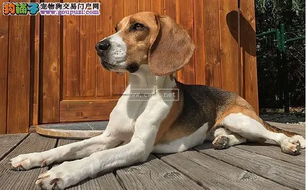 比格犬智商