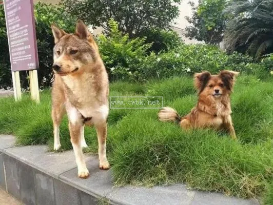 土狗需要絕育嗎 