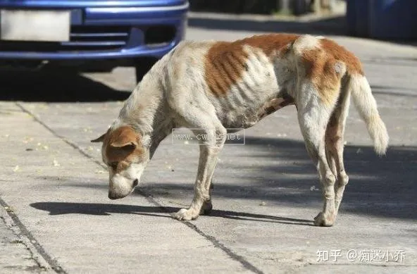 幼狗瘦弱怎么治療