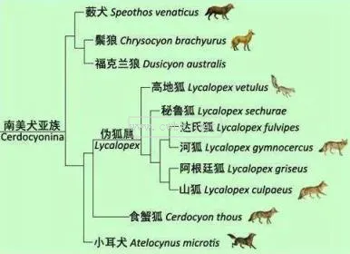 犬科動(dòng)物分類 