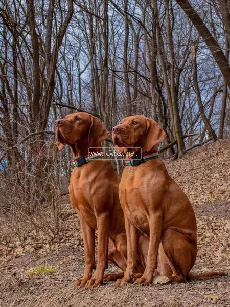 維茲拉犬屬于什么犬