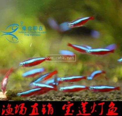 寶蓮燈魚圖片