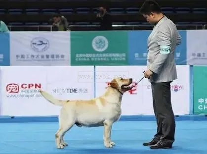 cku犬只鑒定會有什么資料