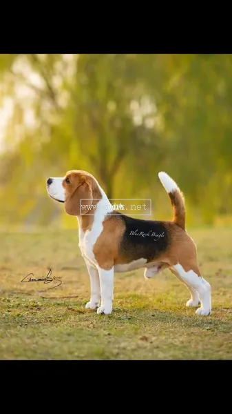 賽級比格犬在日本什么價格