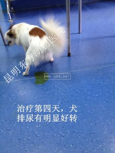 犬洋蔥中毒治療萌寵