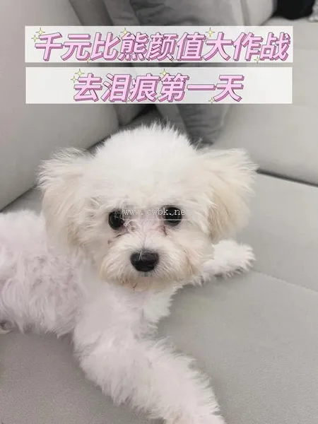 比熊犬淚痕很嚴重怎么辦