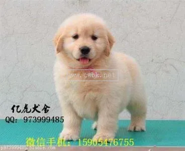 北京金毛犬舍