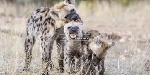 鬣狗為什么吃同類 