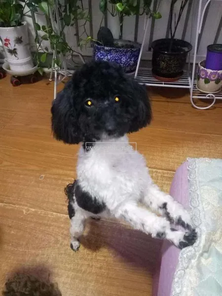 黑白花貴賓犬值錢嗎