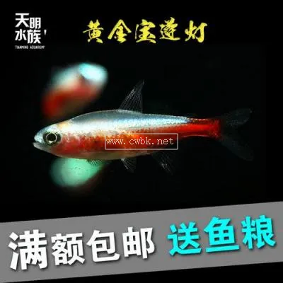 寶蓮燈魚圖片