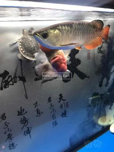 紅金龍魚金龍混養(yǎng) 