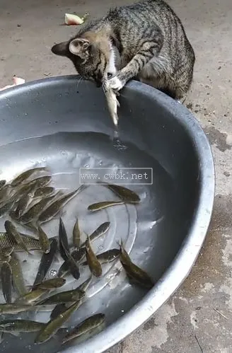 怎么給貓咪做魚肉