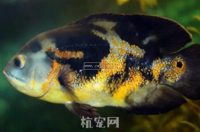 地圖魚吃什么地圖魚吃什么