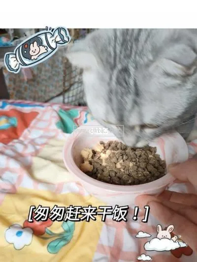 40天的貓咪吃貓糧