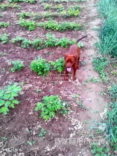 洛陽三號小獵犬咬人嗎 