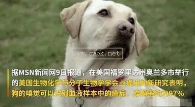 狗狗有癌癥后會疼嗎