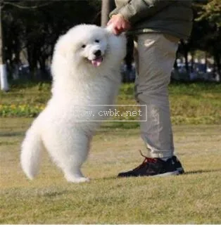 大白熊犬幼犬  