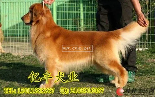 金毛賽級犬是什么意思  