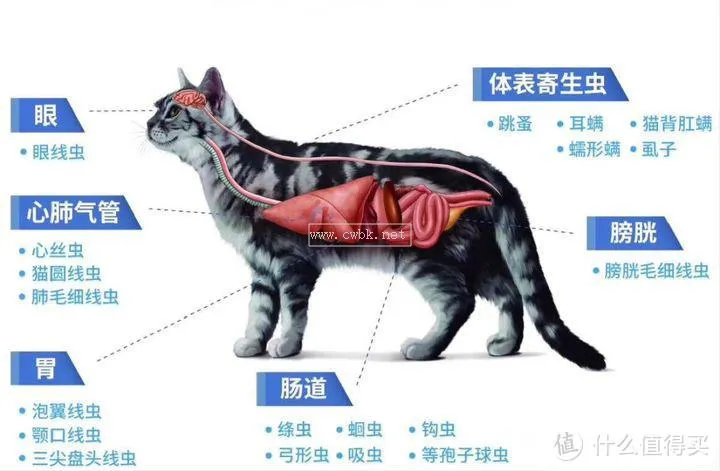 怎么為貓咪驅蟲