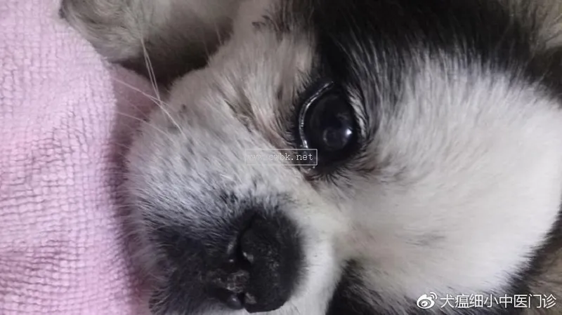 犬瘟中晚期癥狀是什么癥狀