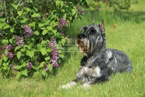 小型梗犬有哪些 