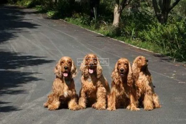 可卡犬吃飯還是吃狗糧