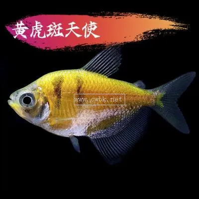 熱帶魚怎么養