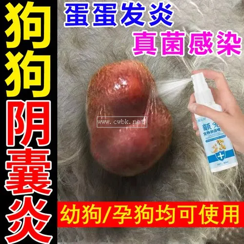 小狗陰囊炎怎么治療方法