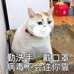 貓狗不會被傳染新冠  