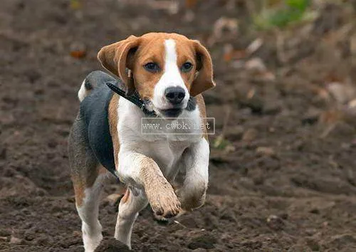 兩個多月的比格犬拉肚子怎么辦