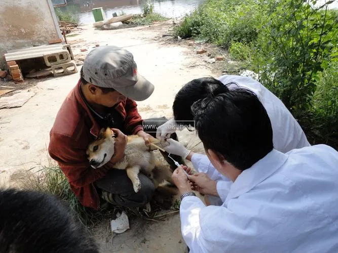 深圳狗狗打狂犬疫苗