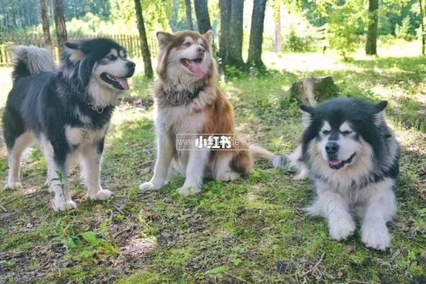 天宇阿拉斯加犬萌寵 