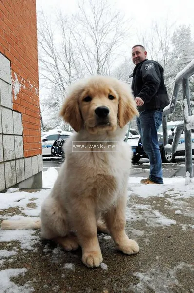 偷警犬判多少年