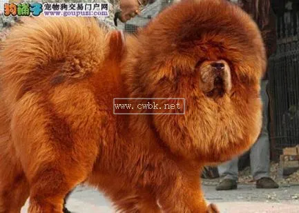 獅子厲害還是藏獒萌寵 