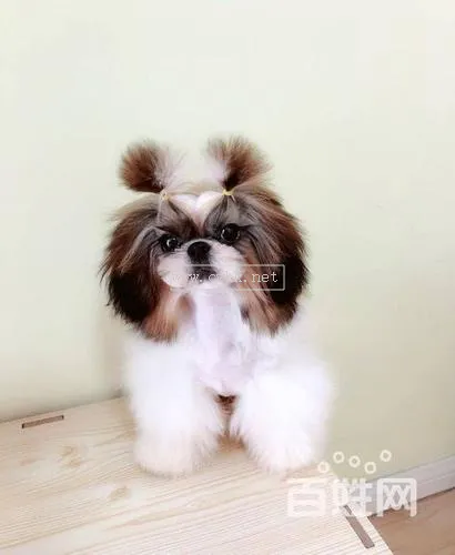 西施犬多少錢一只