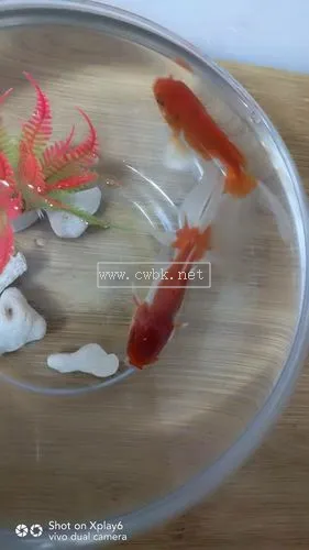 金魚吃什么