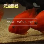 紅鸚鵡眼睛變黑 