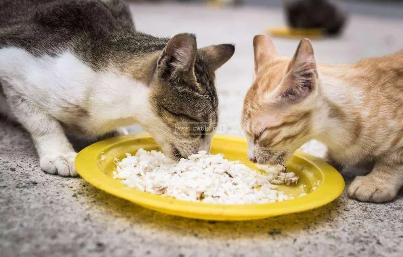 貓咪 飲食