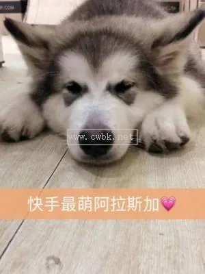 天宇阿拉斯加犬萌寵 