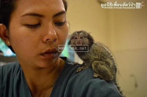 拇指猴可以飼養嗎 