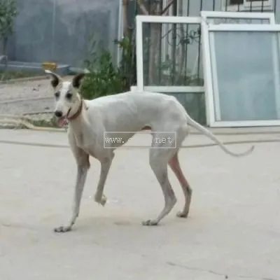 獵兔犬什么意思