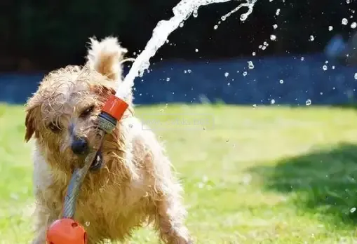 狗狗可以喝熱水嗎