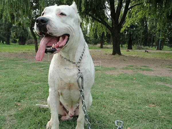 杜高犬長什么樣子