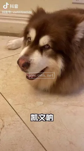 天宇阿拉斯加犬萌寵 