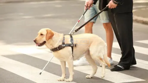 怎么把狗狗變成導盲犬