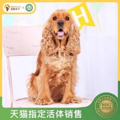 純種美卡犬的優缺點 