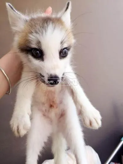 養狐貍犯法嗎