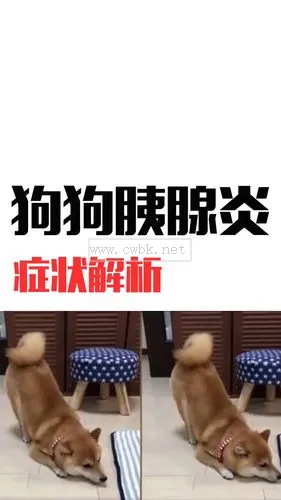 狗狗胰腺炎怎么自己治